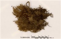 藏品(毛梳苔)的圖片